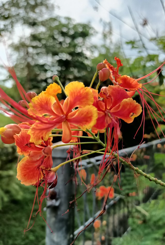 1 Caesalpinia pulcherrima 3.jpg