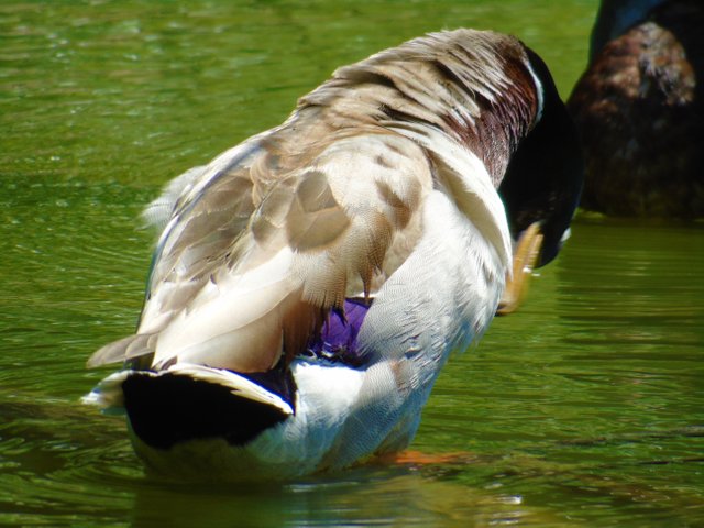 1photofeedwildlife79 (3).JPG