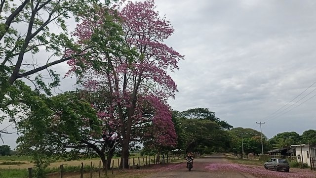 IMG_20250405_094017.jpg