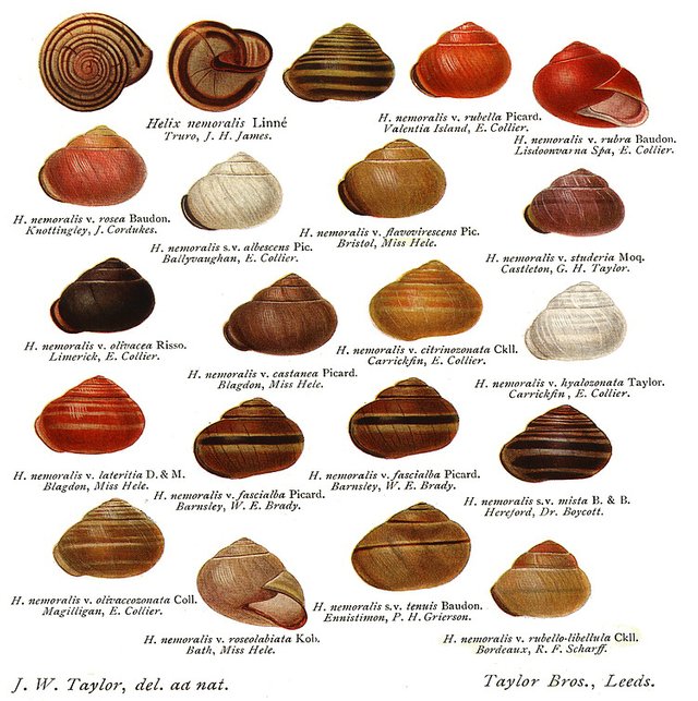 Scientific List Of Edible Land Snail Species Steemit