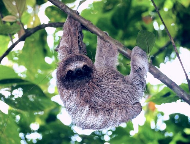 Sloth (slowest animal in the world) — Steemit