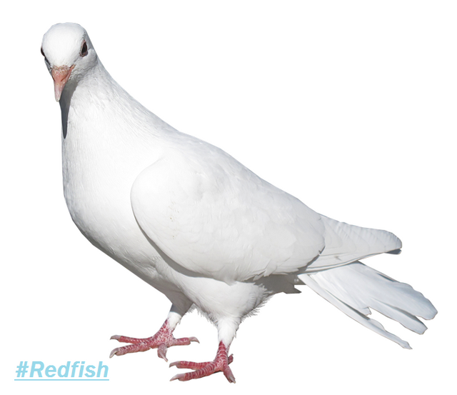 White_Pigeon