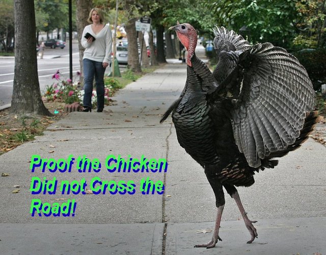 turkey_fowl_misconception.jpg