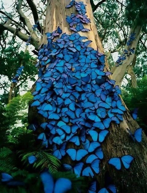 tree with blue butterflies shanta gabriel.jpg