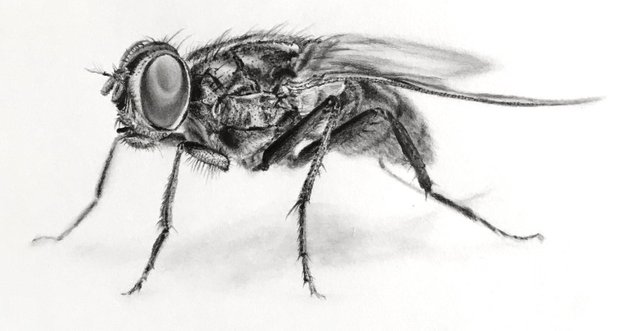 fly-pencil-drawing.jpg