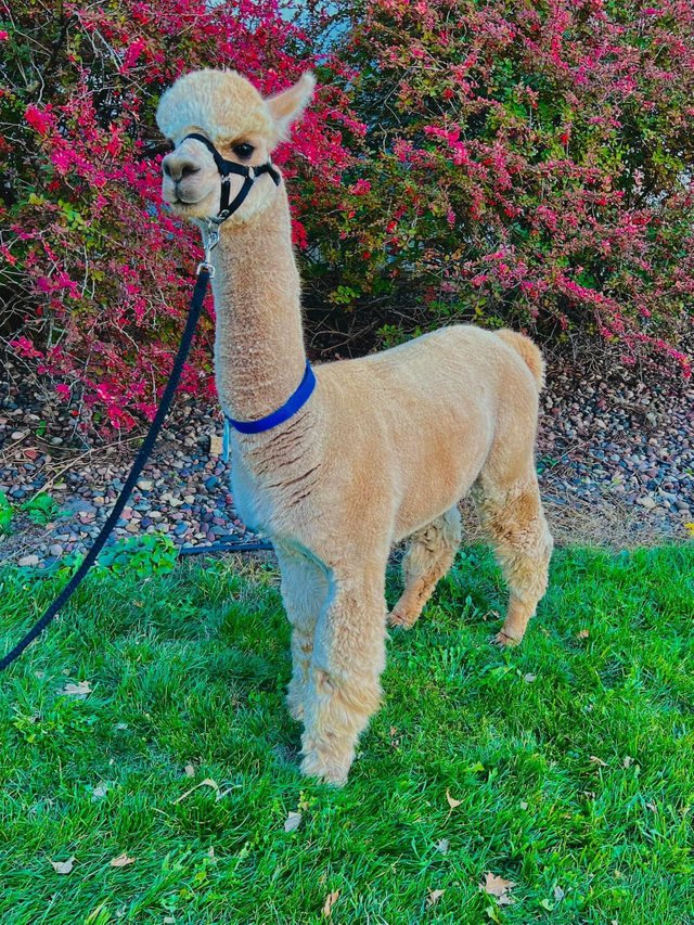 my alpaca.jpeg