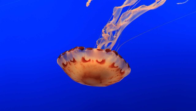 Aquarium-YellyFish-01.jpg