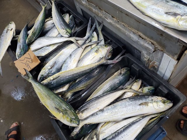 lambouka à 33dt.jfif