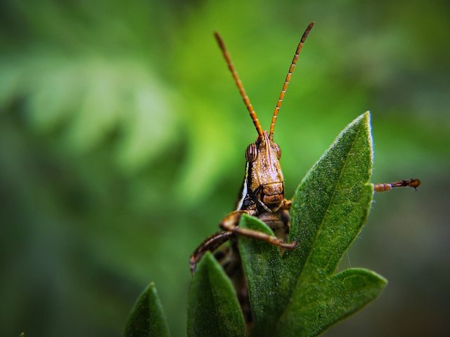 insect-3971001_1280.jpg