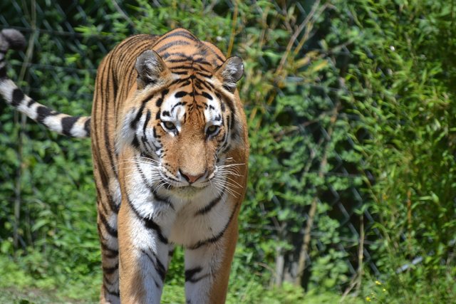 tiger-2531169_1920.jpg