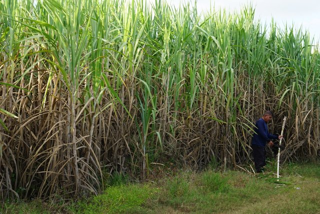 sugarcane with farmer.jpg