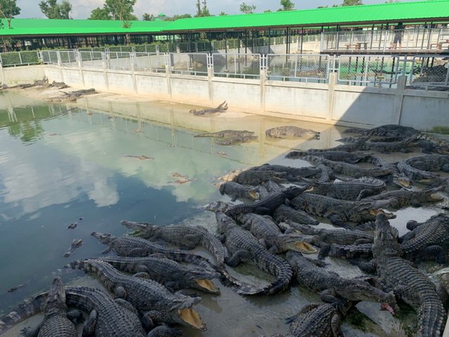 Sriayutthaya Lion Park4.jpg