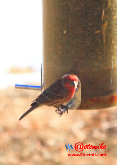 House Finch PFW03.png