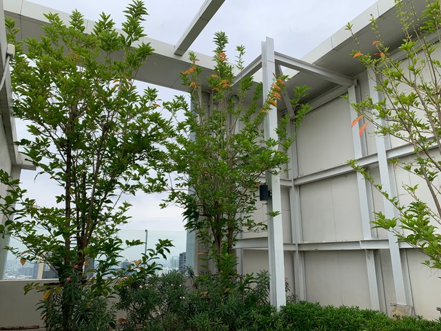 garden102.jpg
