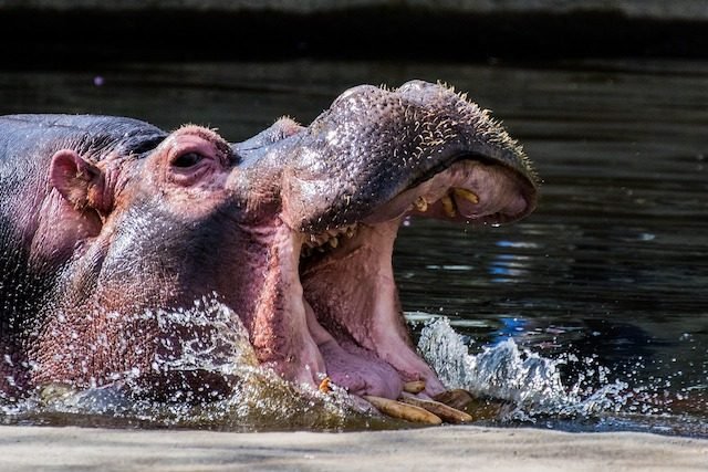 hippo-640x427.jpg