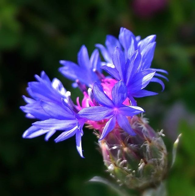 Cornflower.jpg