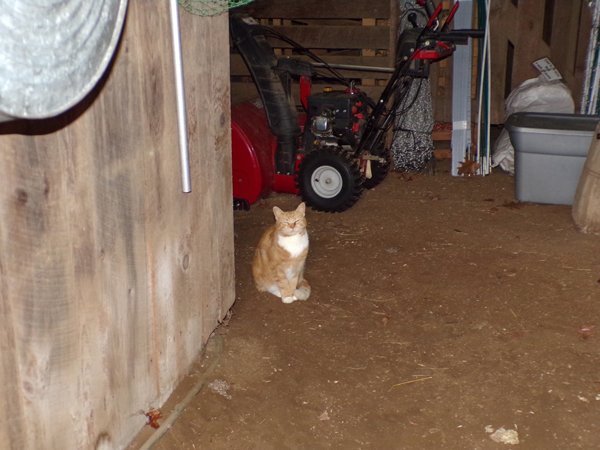 Dennis waiting for breakfast crop January 2020.jpg