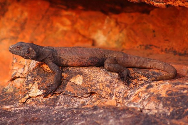 Desert-Animals-Chuckwalla.jpg