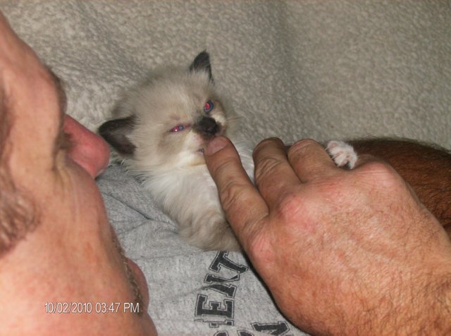 Attack Kitty (4).JPG