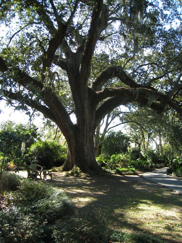 Tree-Tuesday-Plantation-Oak.jpg