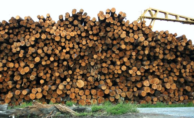 timber pile-1.jpg