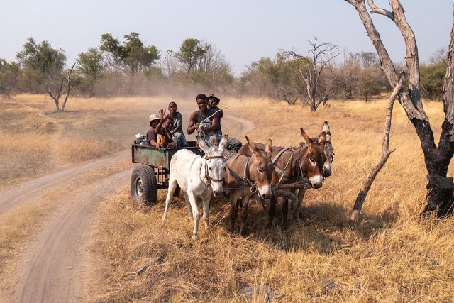 donkey-cart-8269449_1280.jpg