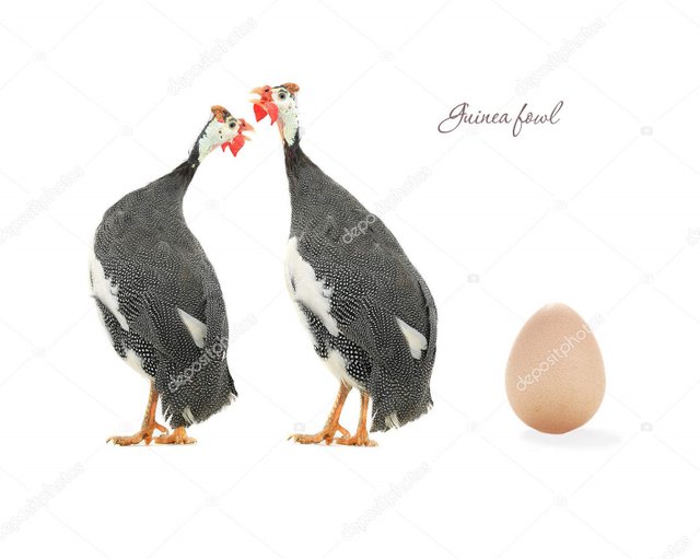 photo-egg-and-guinea.jpg