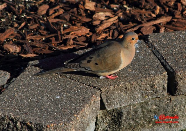 Mourning Dove PFW21-0124.JPG