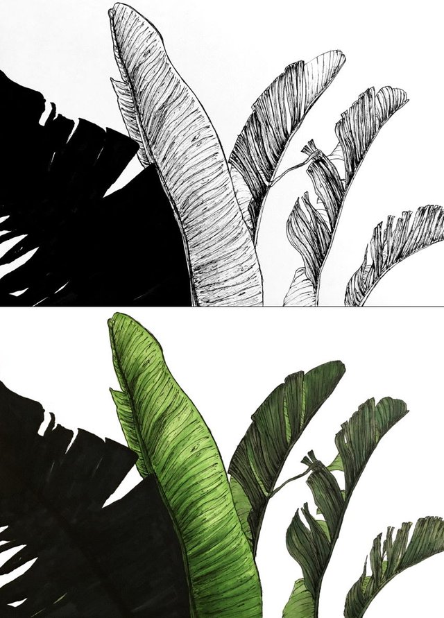banana-leaves-drawing.jpg