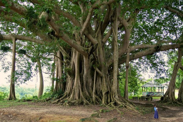 1c966-banyan.jpg