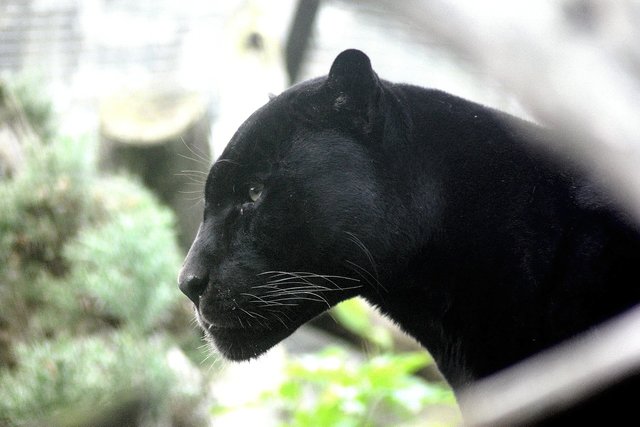 panther-448975_1280.jpg