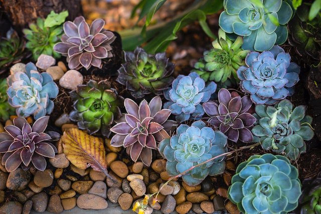 Sydney Landscaping - Succulents