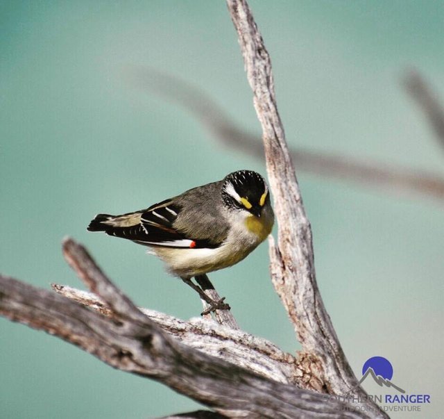 Striated Pardalote.jpg