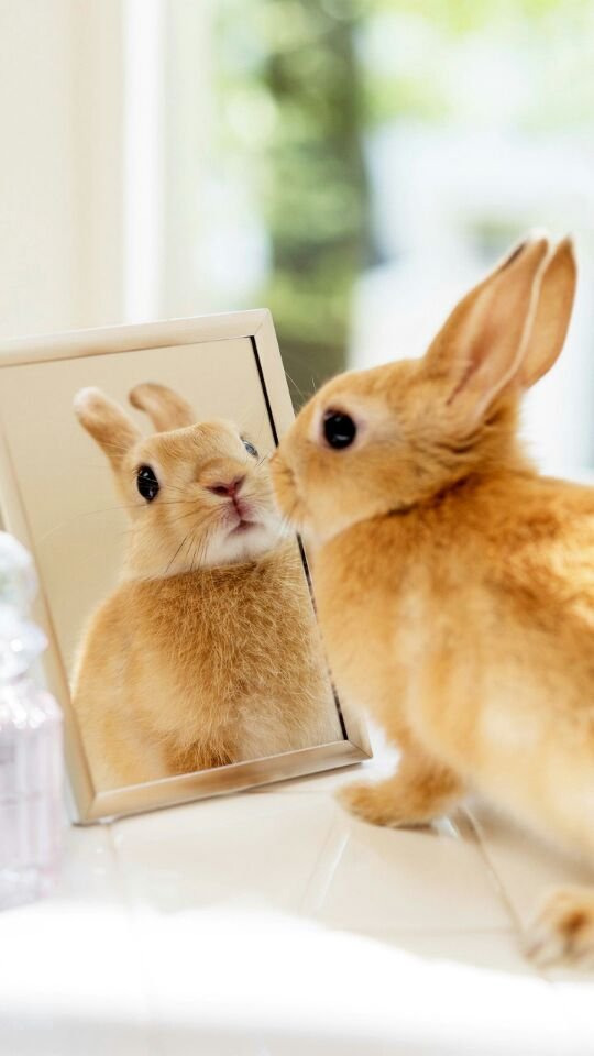 A rabbit that likes to look in the mirror.jpg