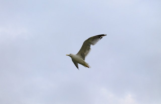 seagull-2791147_1280.jpg