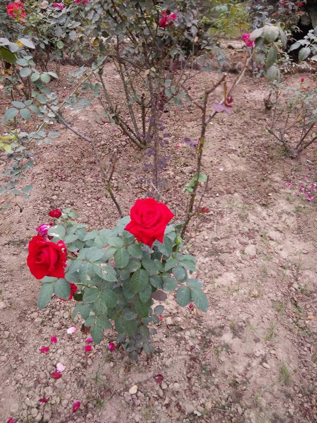 Rajhat Temple, bandel4.jpg