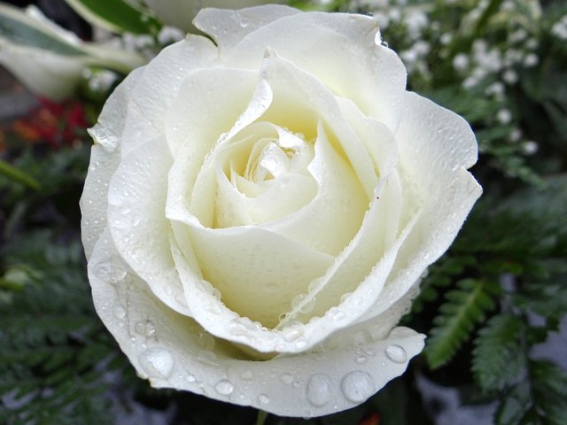 white-rose-2907862_1280.jpg