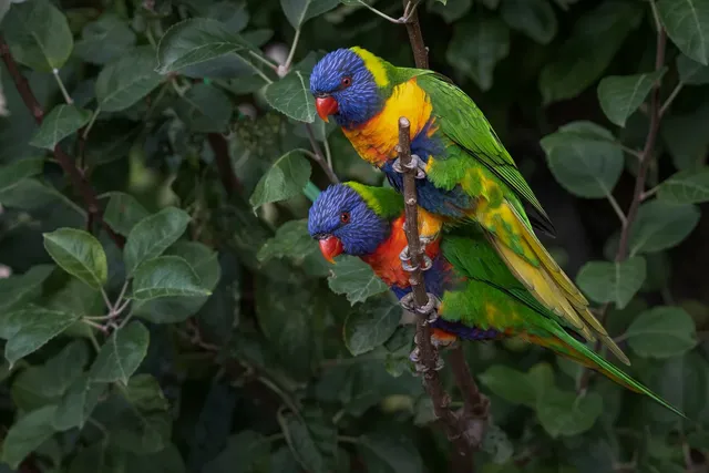 rainbow-lorikeet-7894138_1280.webp