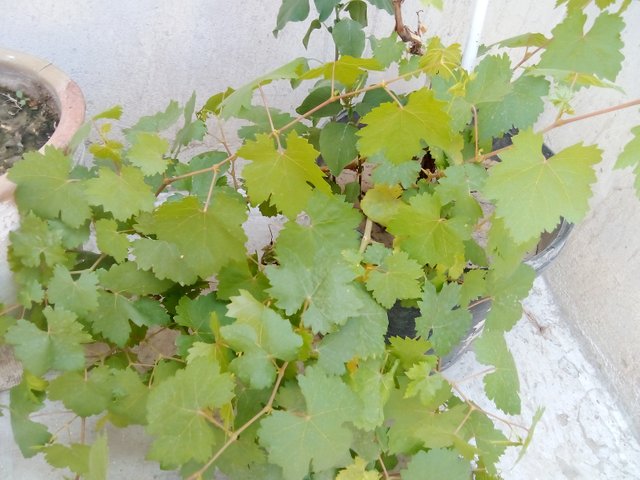IMG_20250718_122645.jpg