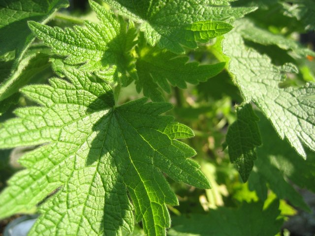 motherwort-207598_1920.jpg