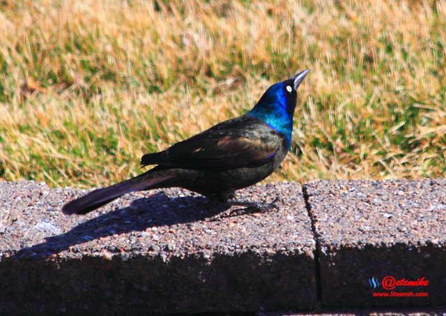 Common Grackle IMG_0122.JPG