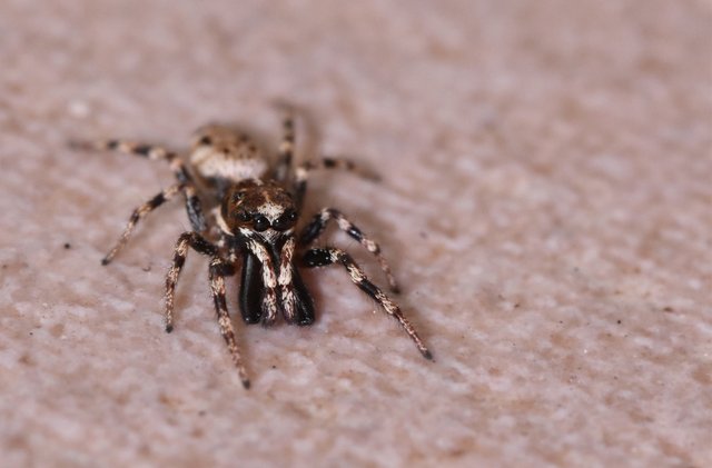 jumping spider balcony face macro.jpg