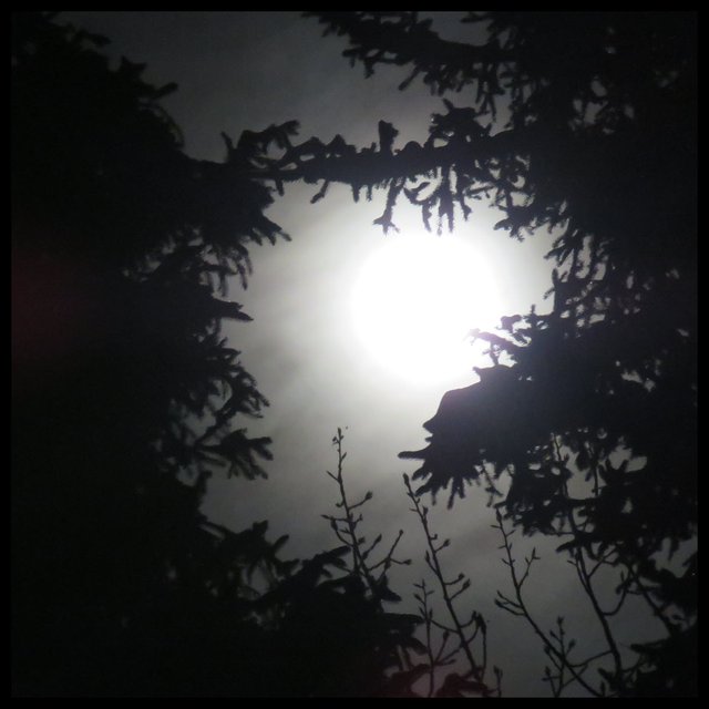 full moon shines through pine and spruce branches.JPG
