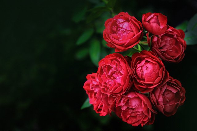 flower-rose-garden-roses-red-rose-family-pink-1455587-pxhere.com.jpg