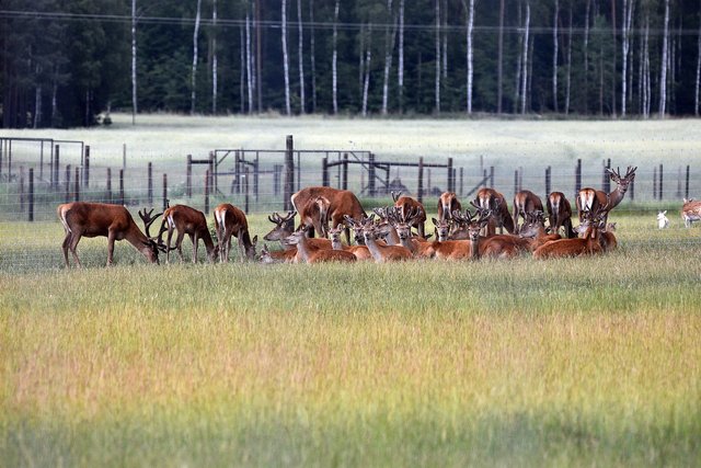red-deer-6382163_1280.jpg