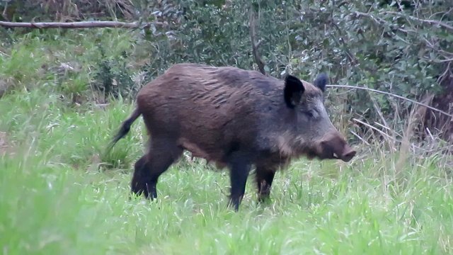 boar STEEM samo MALO.jpg