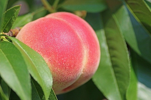 peach-2721852_640.jpg