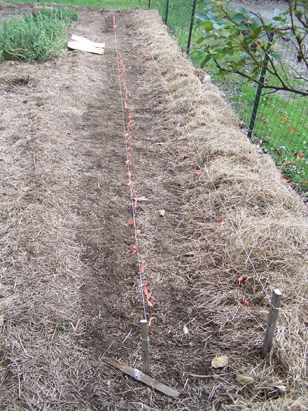 Big garden - 2 rows garlic planted crop Oct. 2018.jpg