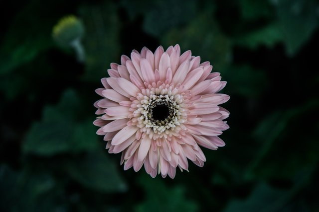 Photography of beautiful flowers in the daytime.jpg