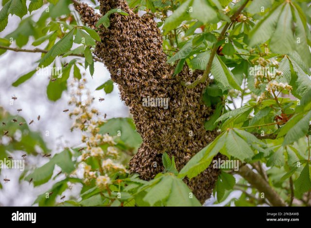 honey-bee-hive-bee-apis-mellifera-mellifera-bee-swarm-on-a-tree-germany-bavaria-niederbayern-lower-bavaria-2FKBAWB.jpg